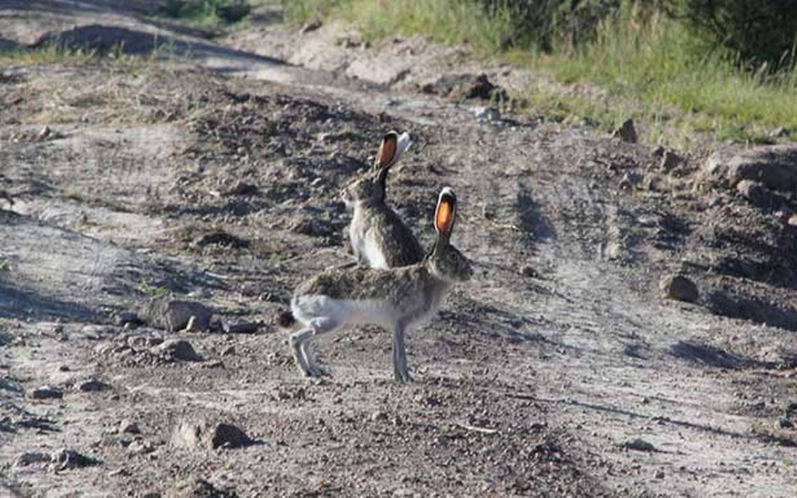 Peligra flora y fauna del Cerro de Arandas - El Sol de Irapuato